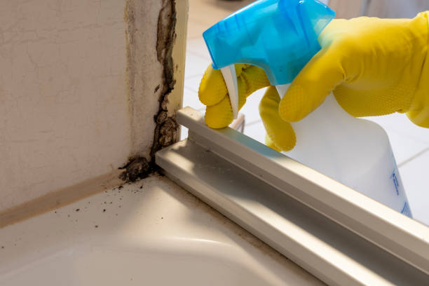 Mold Removal Process in Victoria, VA